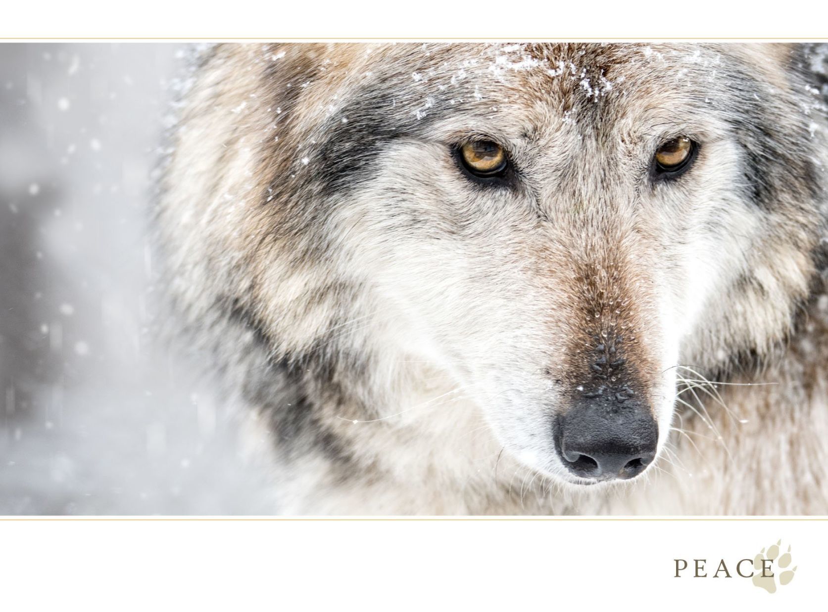 Endangered Wolf Center